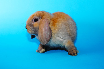 Cute mini lop Rabbit on blue blackground