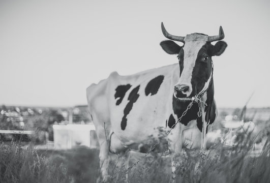Black and white spotted cow grazing on a leash, animal portrait, black and white photo.