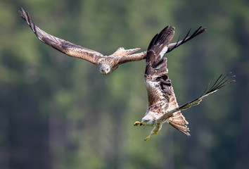 Redkites