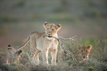 Playing Lion Cub