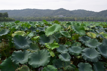 Lotus leaf at West Lake, Hangzhou, China