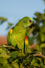 A beautiful parrot on a branch