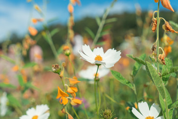 Beautiful flowers with sky as the background at Mon Jam,Chiang Mai,Thailand.