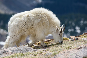 Wild Mountain Goats of the Colorado Rocky Mountains