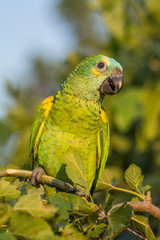 Obraz premium A beautiful parrot on a branch