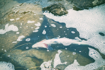 Dead poisoned fish lies on the banks of the river, environmental pollution