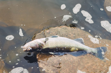 Dead poisoned fish lies on the banks of the river, environmental pollution