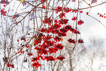 Ripe red viburnum berries hang on the branches.