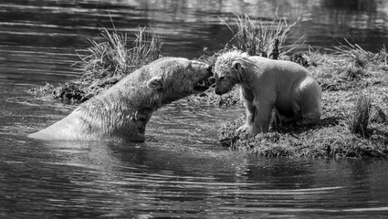 Polar Bears