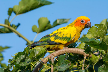 A beautiful parrot on a branch