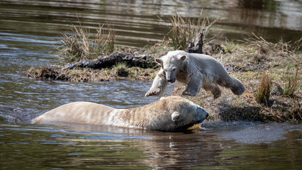 Polar Bears