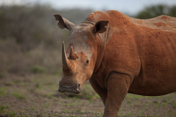 White Rhino