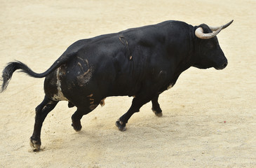 toro en españa