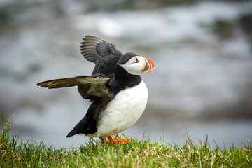 Atlantic Puffin