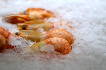 Photo background bright macro beautiful red shrimp