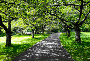 Fototapeta na wymiar Beautiful green trees with black and white effect from Stanley Park, Vancouver, British Columbia