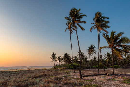 Coco palms on tropical paradise beach at sunset, GOA, India