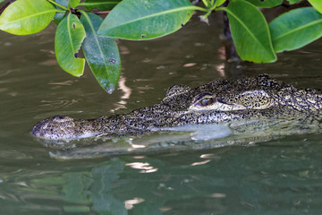 Krokodyl w namorzynach
