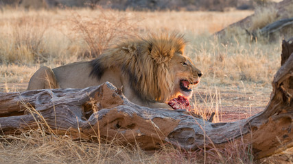 Large male lion feeds on a piece of meat at sunset, Okonjima, Namibia.