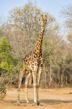 Male South African Giraffe In The Karongwe Game Reserve, South Africa.