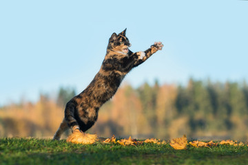 Funny cat playing in autumn