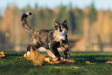 Funny cat playing in autumn