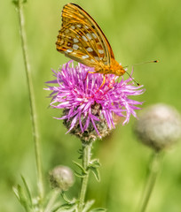 Beautiful orange butterfly macro on flower