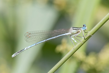 libellule
