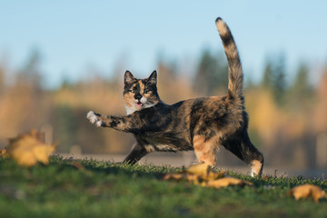 Funny cat playing in autumn - obrazy, fototapety, plakaty
