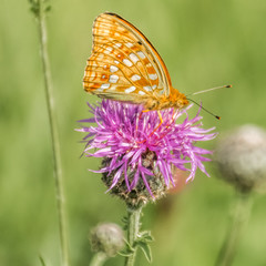 Beautiful orange butterfly macro on flower
