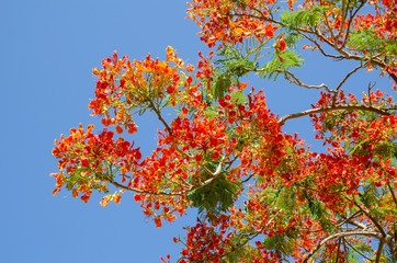 Blooming hibiscus tree with blue sky background.