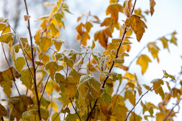 The grass and leaves of the trees are covered with hoarfrost. The first frost.
