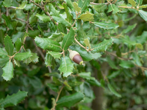 Quercus ilex - Les glands bruns du ch&ecirc;ne vert ou yeuse. 