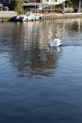 swans on the thames