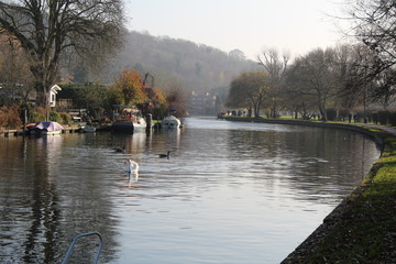 swan on the thames landscape