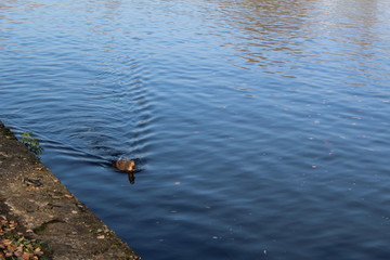 duck on the thames