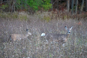 White-tailed deer