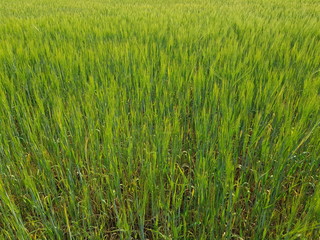Cultivated field of young green wheat in spring sunny day