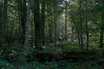 Old natural deciduous stand in autumn