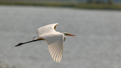 Great Egret(Ardea alba) in flight