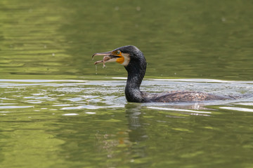 cormoran