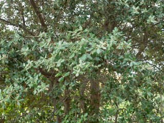 Quercus ilex - Feuillage vert foncé, dentées et épineuses du chêne vert ressemblant aux feuilles de houx.