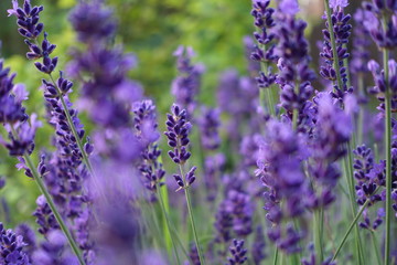 duftender lavendel mit lila violet blüten