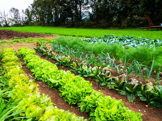 vegetable plants grow in the garden - obrazy, fototapety, plakaty