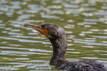 cormoran