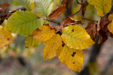 foglie giallastre