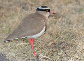 Crowned lapwing in grass