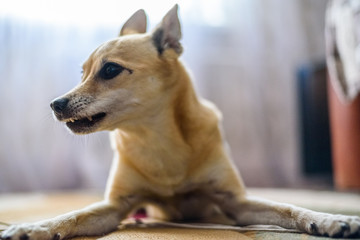 old domestic dog on the carpet