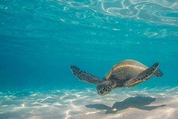Obraz na płótnie Canvas Sea turtle swimming in clear blue water