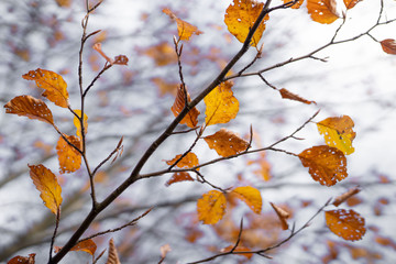 Rami di autunno